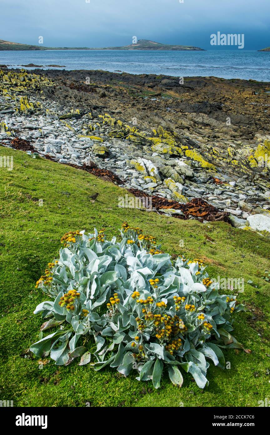 Royaume-Uni, îles Falkland, chou de mer (Senecio candacans) poussant sur l'île de carcasse Banque D'Images