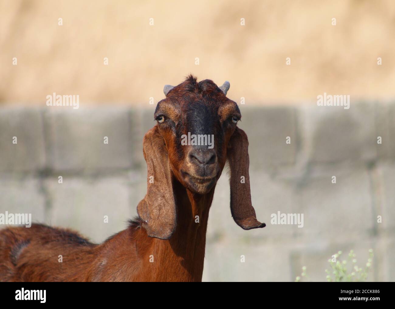 Portrait d'une chèvre brune dans une ferme Banque D'Images