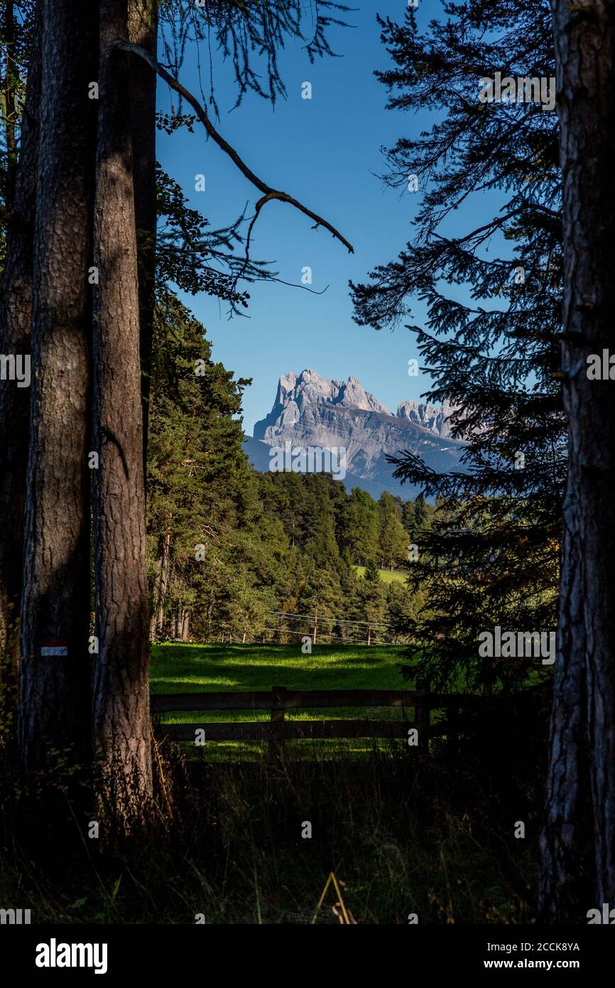 Italie, Ritten, arbres et champ herbacé avec des montagnes en arrière-plan Banque D'Images