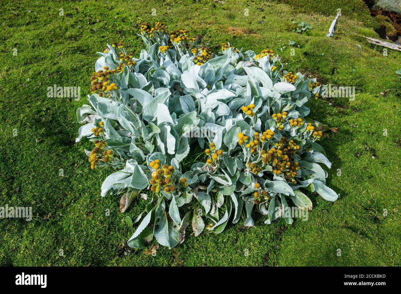 Royaume-Uni, îles Falkland, chou de mer (Senecio candacans) poussant sur l'île de carcasse Banque D'Images