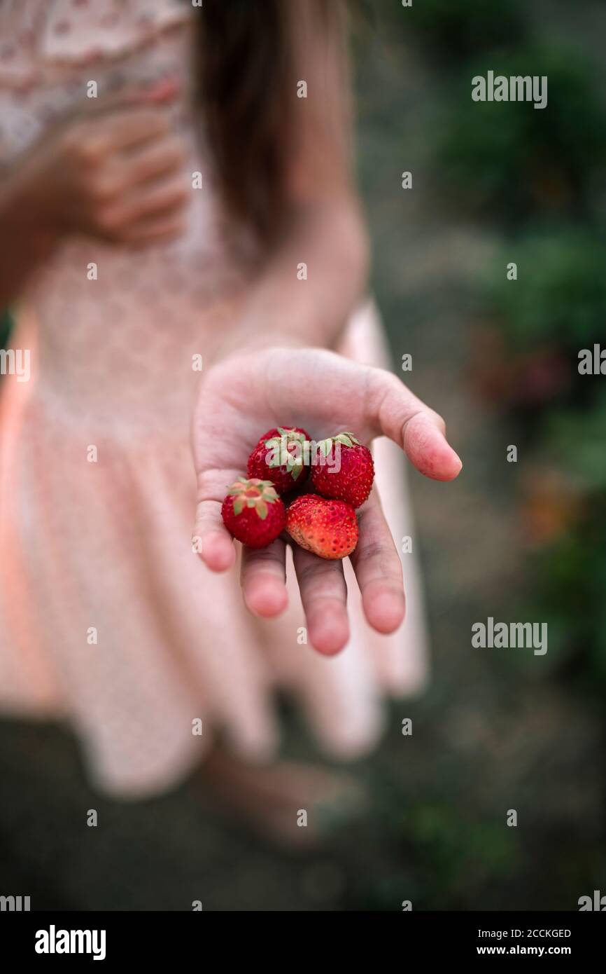 Gros plan d'une fille tenant des fraises dans une ferme biologique Banque D'Images