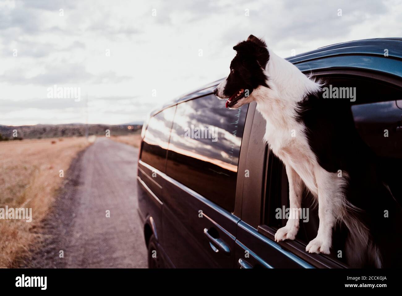 Chien regardant à travers la fenêtre de voiture pendant le coucher du soleil Banque D'Images
