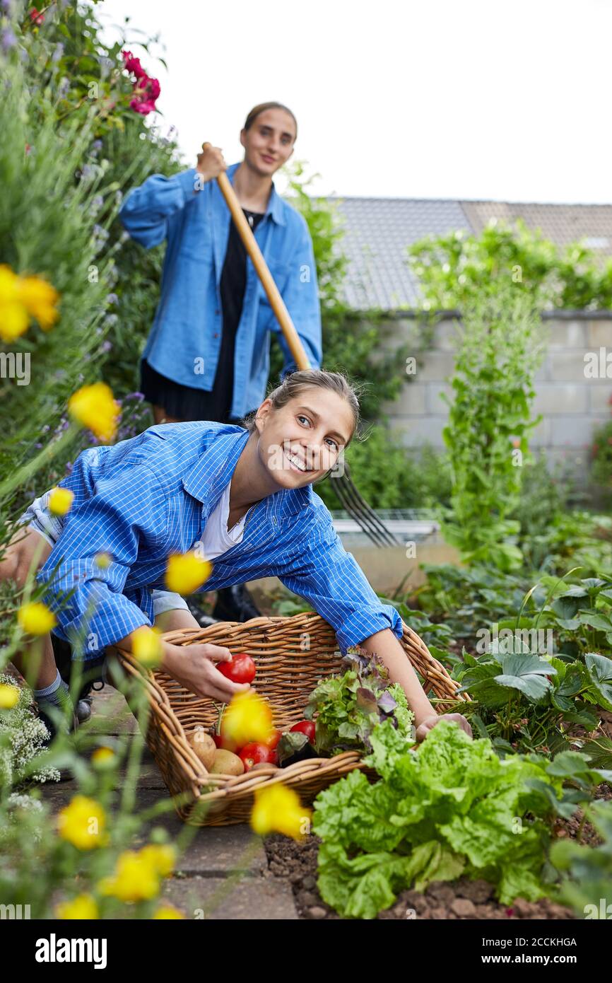 Jeune femme cueillant des tomates tout en travaillant avec un ami dans le jardin Banque D'Images