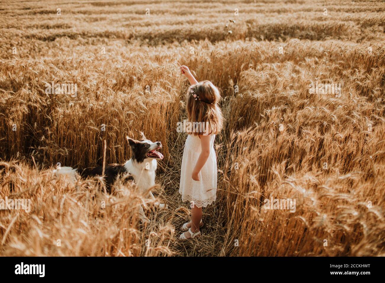 Fille jouant dans le champ de blé avec le chien Border collie Banque D'Images