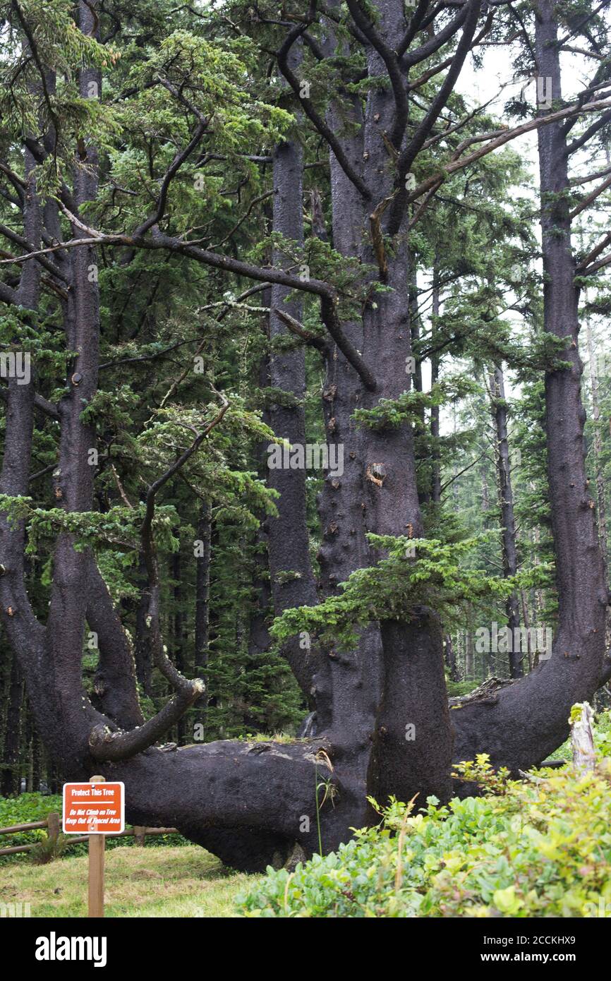 L'arbre Octopus à Cape Meares dans l'Oregon, États-Unis. Banque D'Images