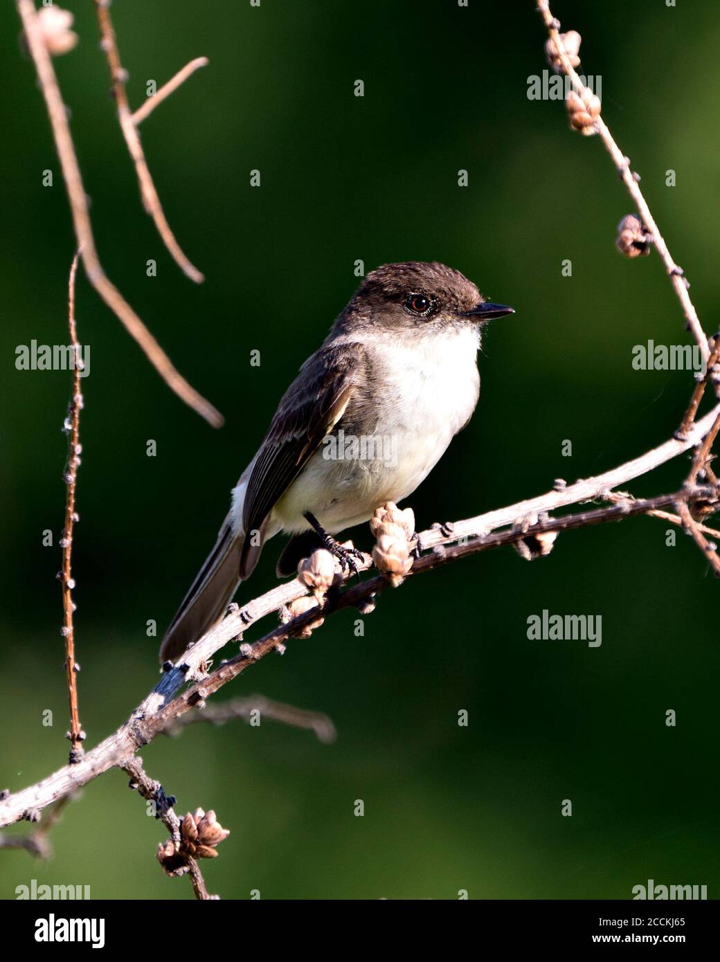 Vue rapprochée de la vallée de la Swaque nord, perchée sur une branche présentant un plumage de plumes marron avec un fond vert flou dans son habitat Banque D'Images