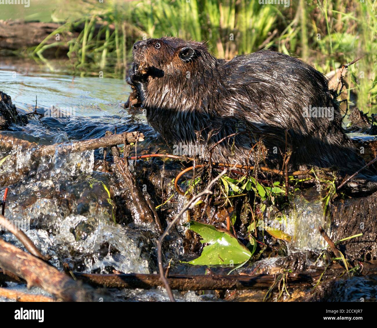 Vue en gros plan du castor, construction d'un barrage dans une rivière au milieu de la forêt avec queue, fourrure brune humide, corps, tête, oreilles, œil, nez, patte, fourrure, Banque D'Images