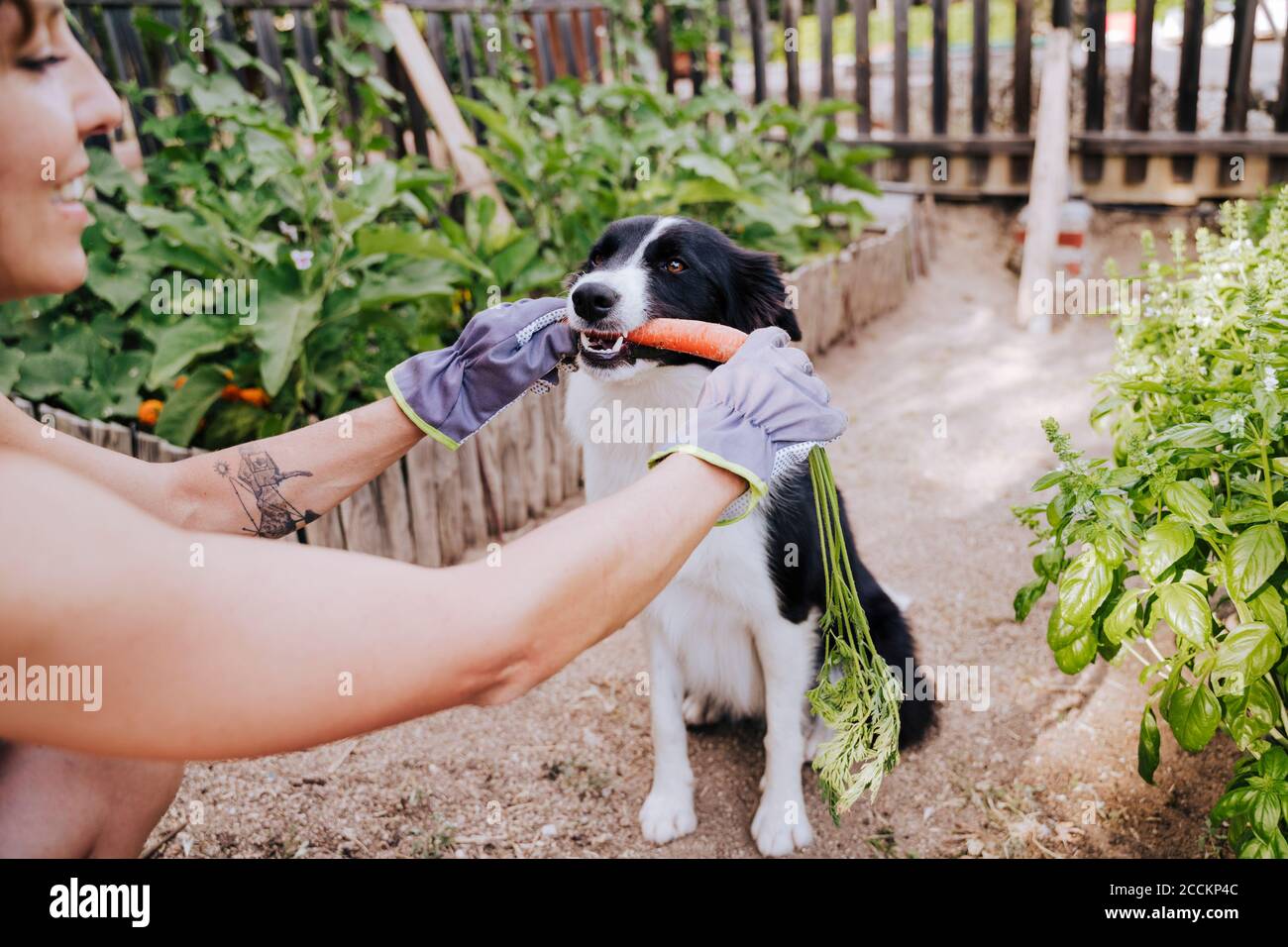 Femme adulte de taille moyenne qui nourrit la carotte jusqu'à la bordure de collie dans un légume jardin Banque D'Images