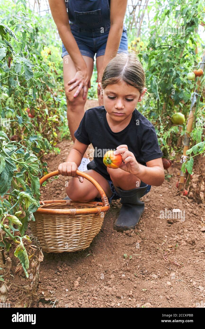 Mère et fille avec panier en osier en serre avec tomate plantes Banque D'Images
