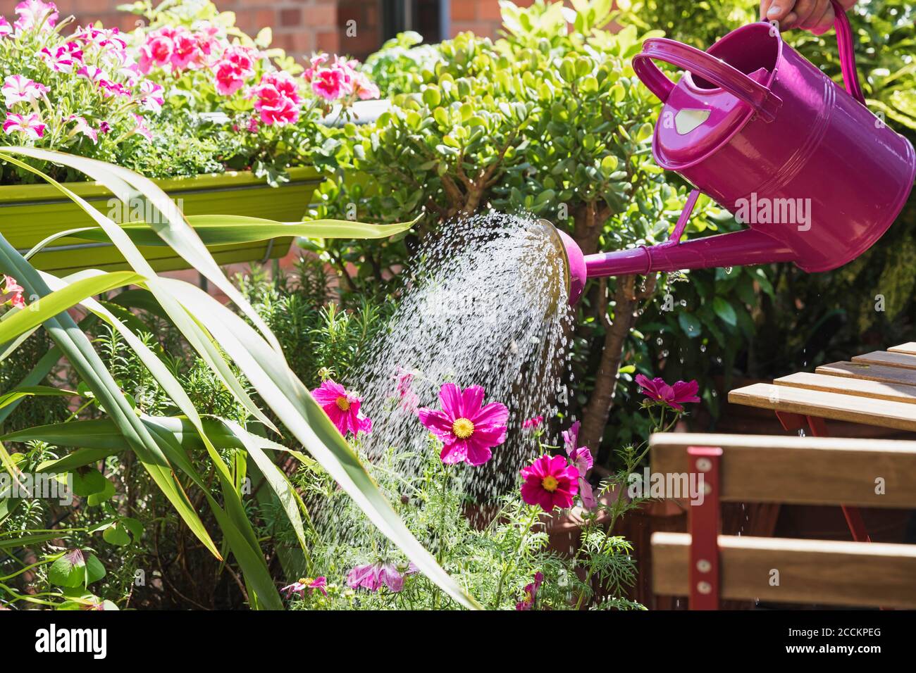 Personne arrosoir des plantes et des fleurs d'été sur le balcon Banque D'Images