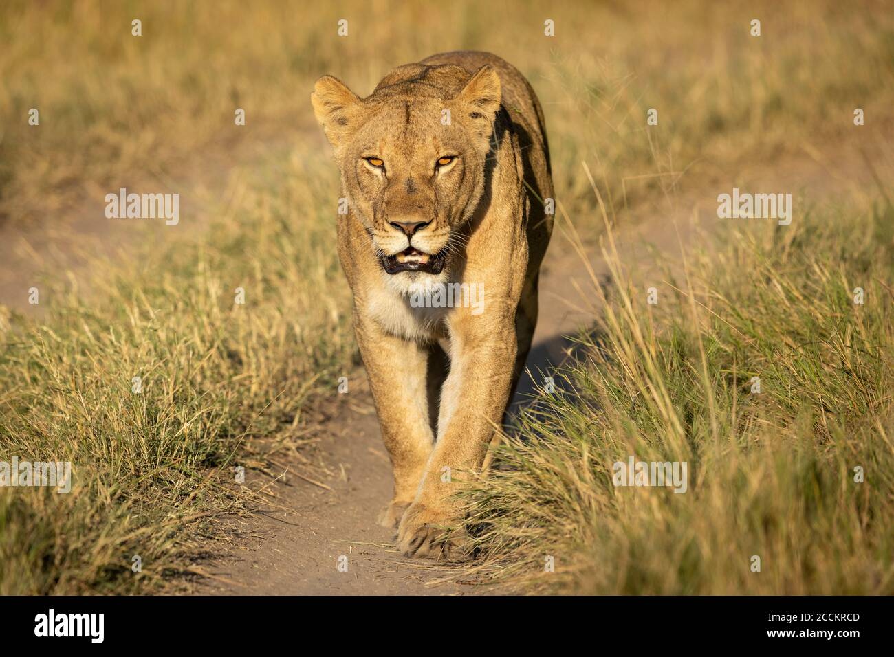 La lionne marche vers la caméra dans le soleil doré de l'après-midi à Khwai Delta de l'Okavango au Botswana Banque D'Images