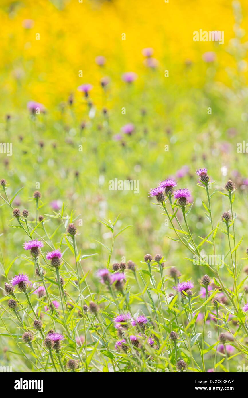 Prairie de fleurs sauvages violettes et jaunes en été Banque D'Images
