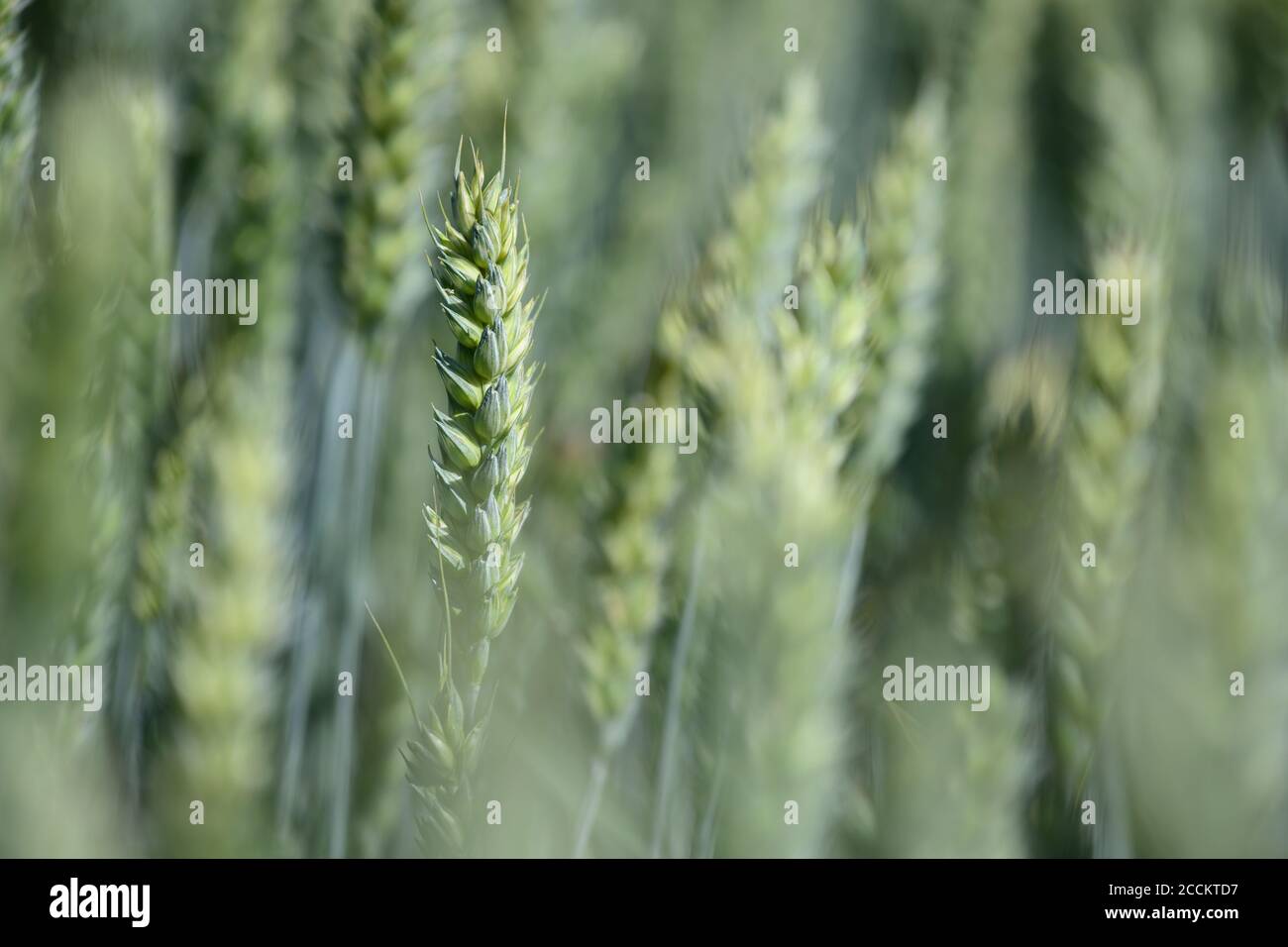 épis de blé Banque de photographies et d’images à haute résolution - Alamy
