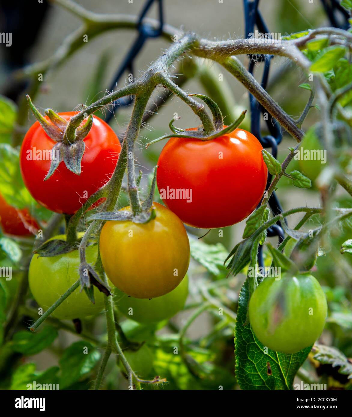 Tomates, Toms tumbling (Solanum lycopersicum tumbling Tom) poussant dans un panier suspendu dans un jardin de cuisine Banque D'Images