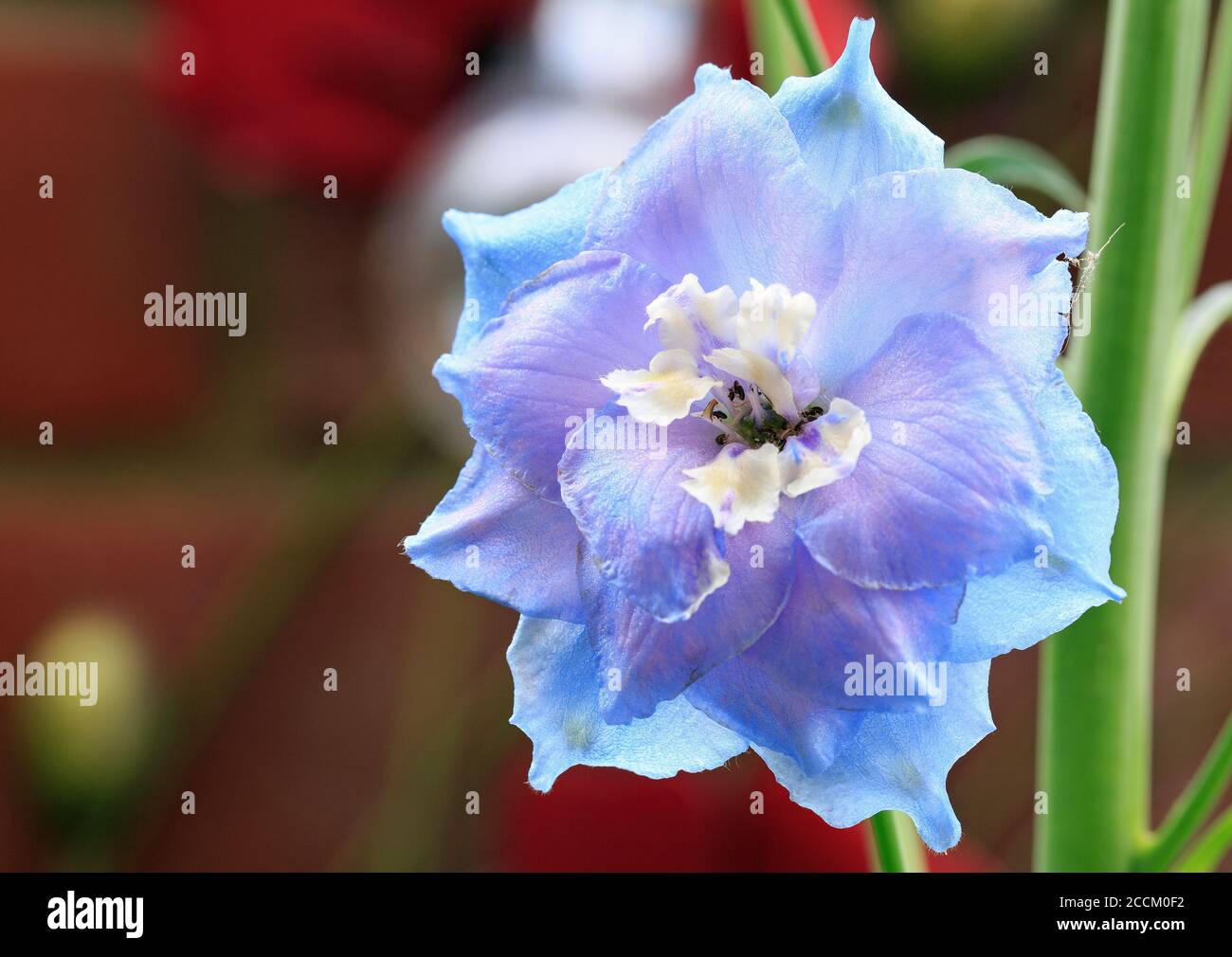 Gros plan d'une fleur de Delphinium (Larkspur) violette ou bleue en pleine floraison. Les fleurs poussent sur de très grandes tiges et sont bonnes pour les abeilles et les insectes Banque D'Images