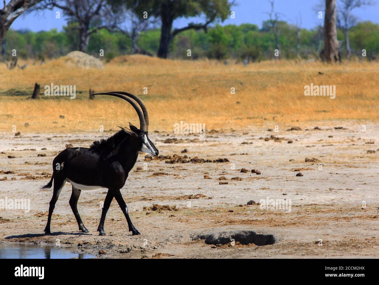 Magnifique antilope mâle de sable traversant les plaines sèches du parc national de Hwange. Le parc est en train de traverser une très mauvaise sécheresse et l'herbe est bonne Banque D'Images