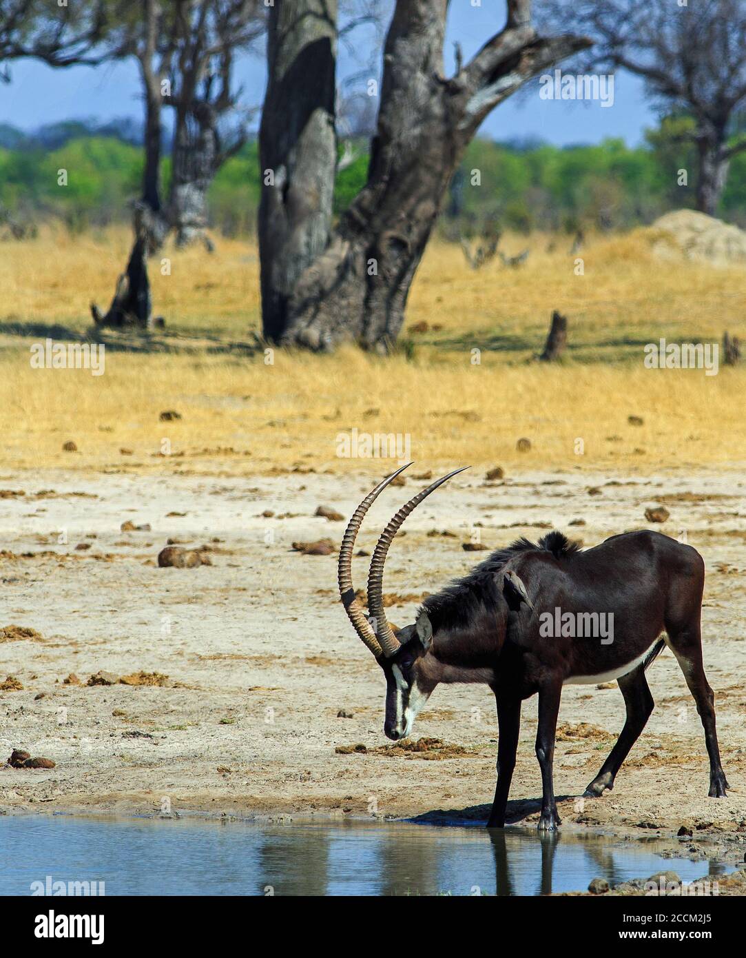 Antilope mâle de sable à boire à partir d'une petite piscine d'eau. La savane environnante est jaune en raison des pluies qui n'apparaissent pas. Hwange Banque D'Images