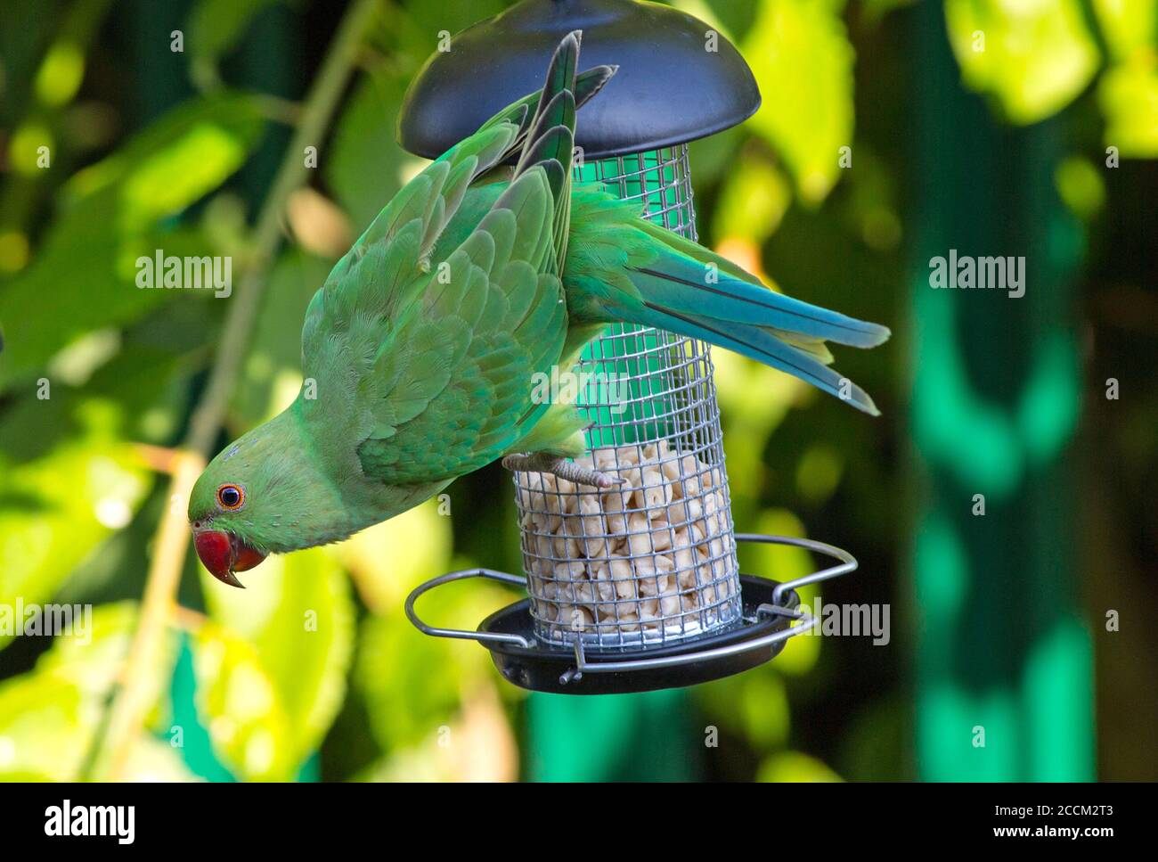 Parakeets à col en anneau vert suspendus à un mangeoire à oiseaux avec tête inclinée vers l'extérieur sur un fond de jardin vert flou naturel Banque D'Images