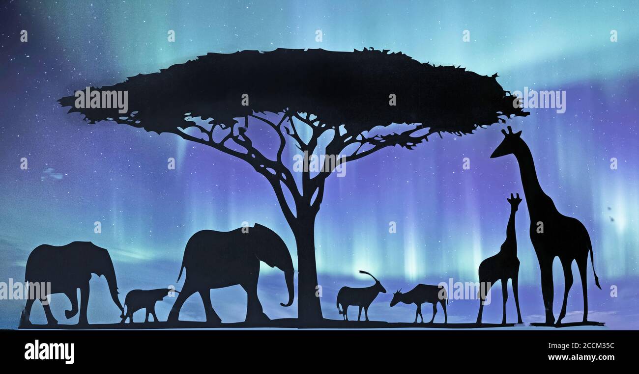 Safari africain composite d'animaux comprenant l'éléphant, la girafe et l'antilope à côté d'un acacia avec un ciel étoilé backgrounmd Banque D'Images