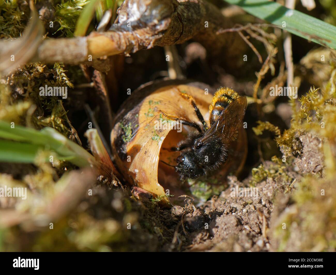 Abeille mason bicolore (Osmia bicolor) entrant dans son nid dans une coquille d'escargot à lèvres brunes (Cepaeae nemoralis) sur une pente de prairie à craie, Royaume-Uni, mai. Banque D'Images