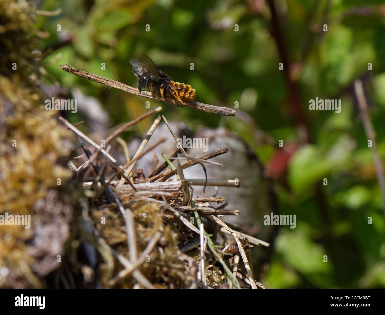 L'abeille mason bicolore (Osmia bicolor) survolant avec un bâton pour ajouter à une pile de végétation camouflant son nid dans une coquille d'escargot à lèvres brunes, Royaume-Uni. Banque D'Images