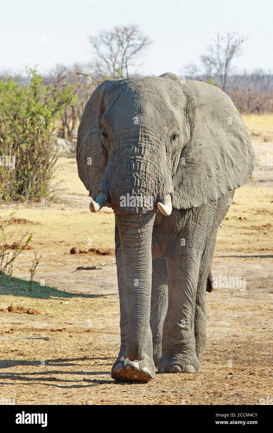 Éléphant d'Afrique marchant vers la caméra, parc national de Hwange, Zimbabwe Banque D'Images
