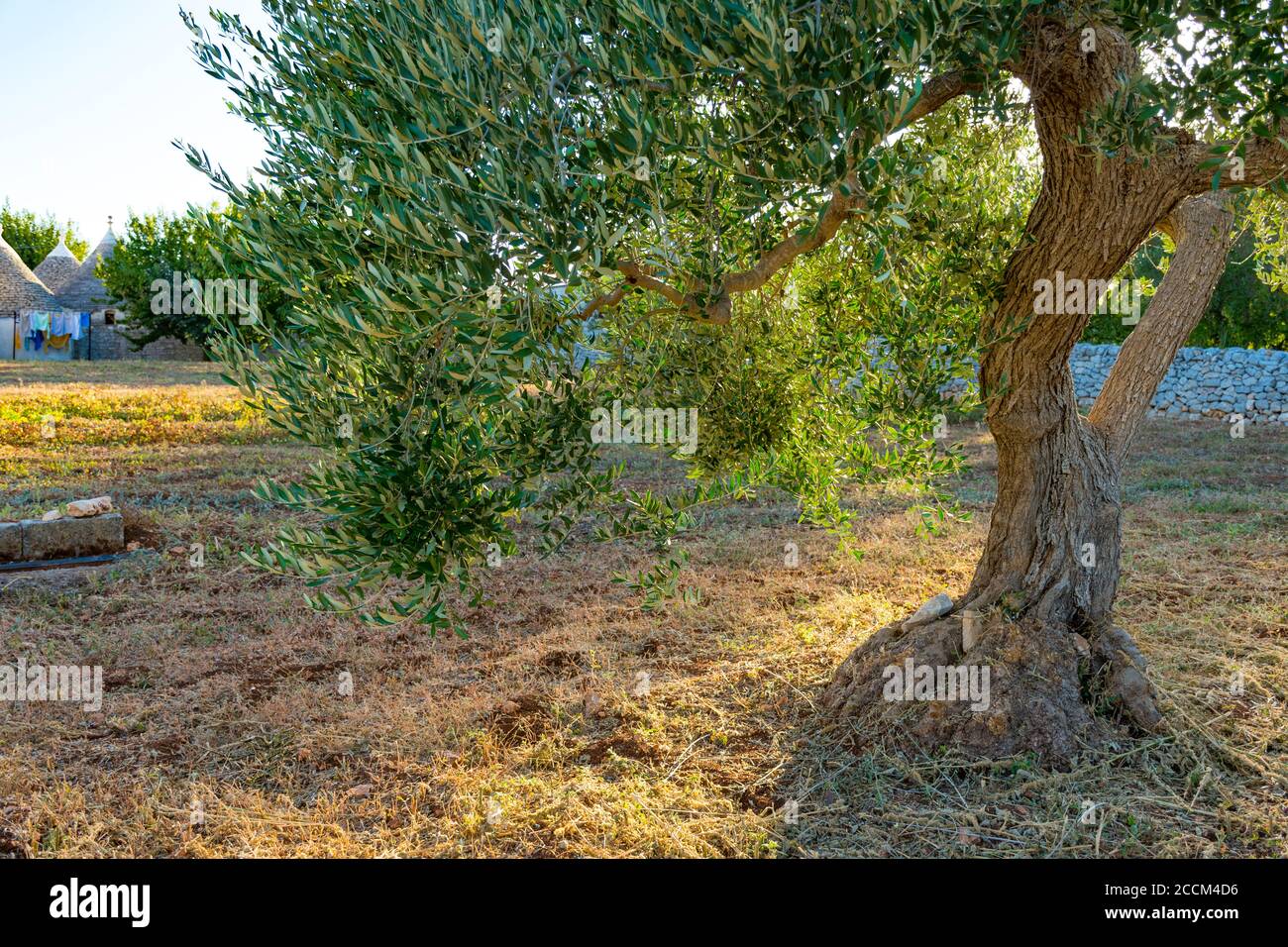 Magnifique olivier avec tronc et feuilles à la campagne au coucher du soleil Banque D'Images