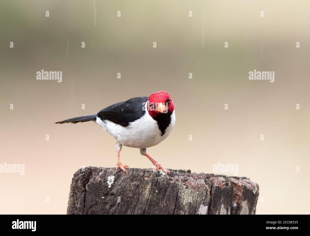 Oiseau cardinal à bec jaune (Paroaria capitata) posé sur une souche d'arbre regardant dans la caméra, avec des gouttelettes de pluie visibles, ils ont une tête rouge vif a Banque D'Images