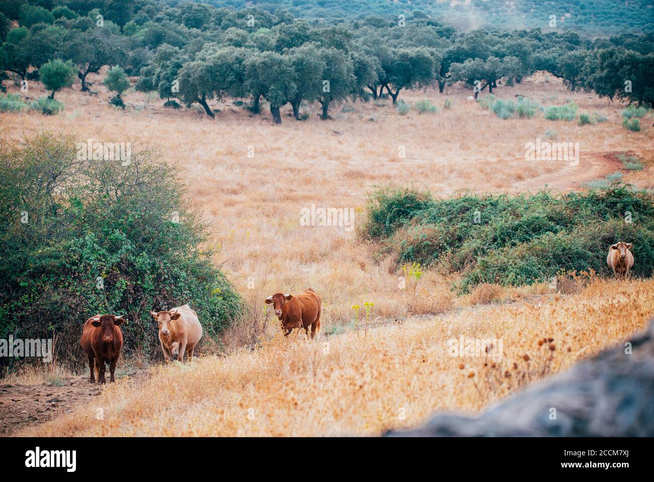 vaches et taureaux dans le pâturage de l'estrémadure. Banque D'Images