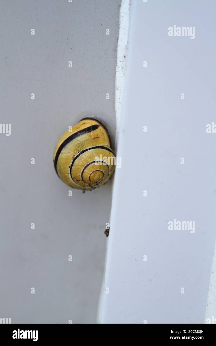 Gros plan de l'escargot en spirale doré sur un mur Banque D'Images