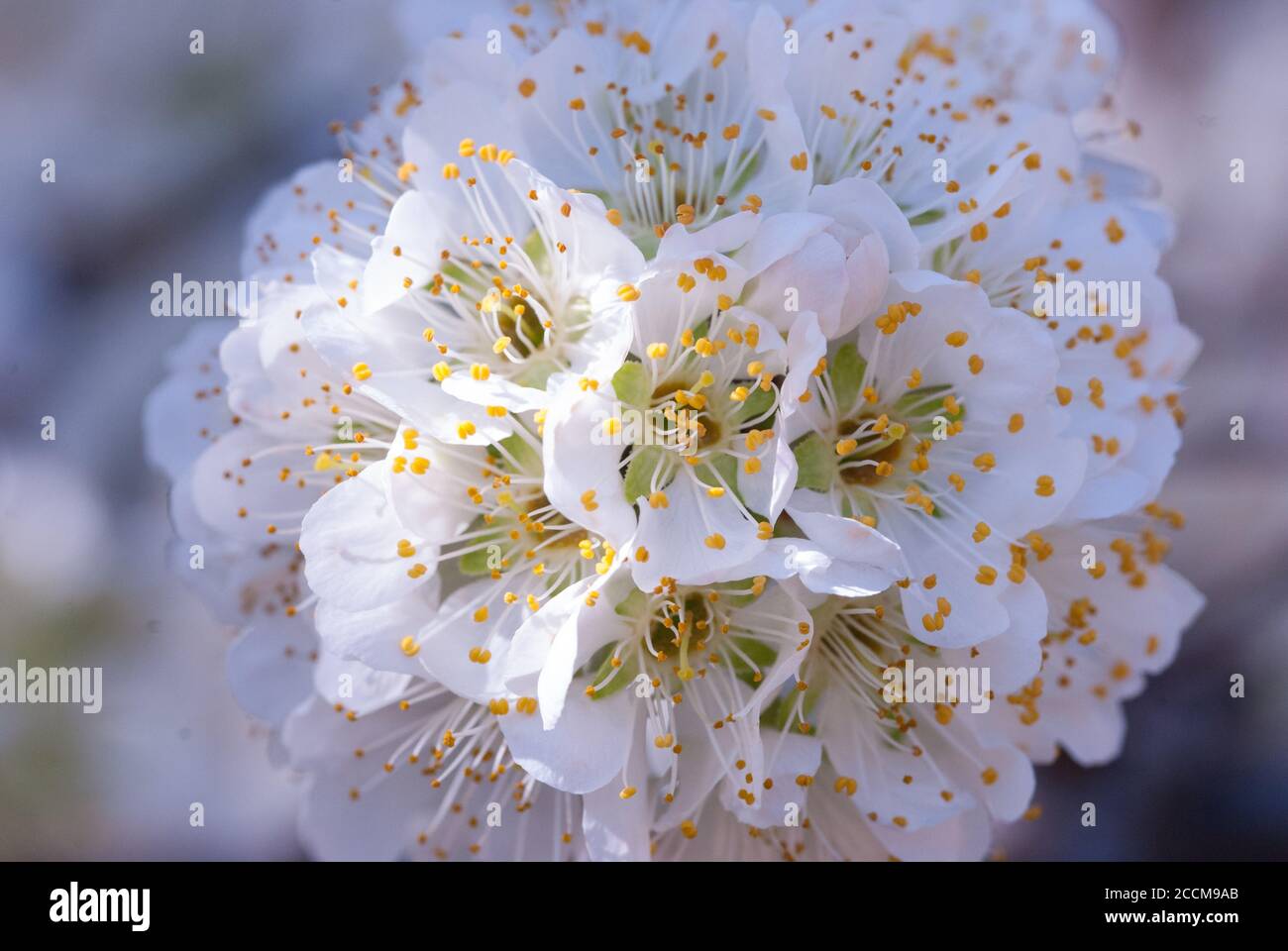 Plum Coccocooba diversifolia arbre floraison Banque D'Images