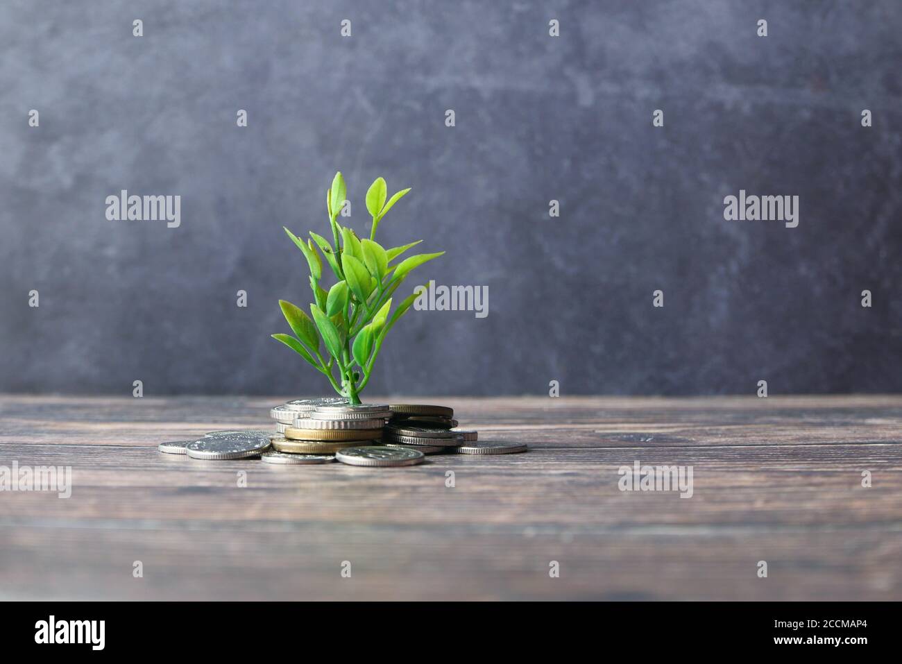 Gros plan sur le jeune plan qui grandit avec des pièces. Banque D'Images
