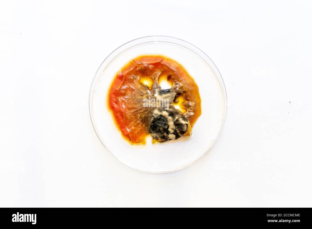 vue de la moisissure sur la surface d'une tomate pourrie. Banque D'Images