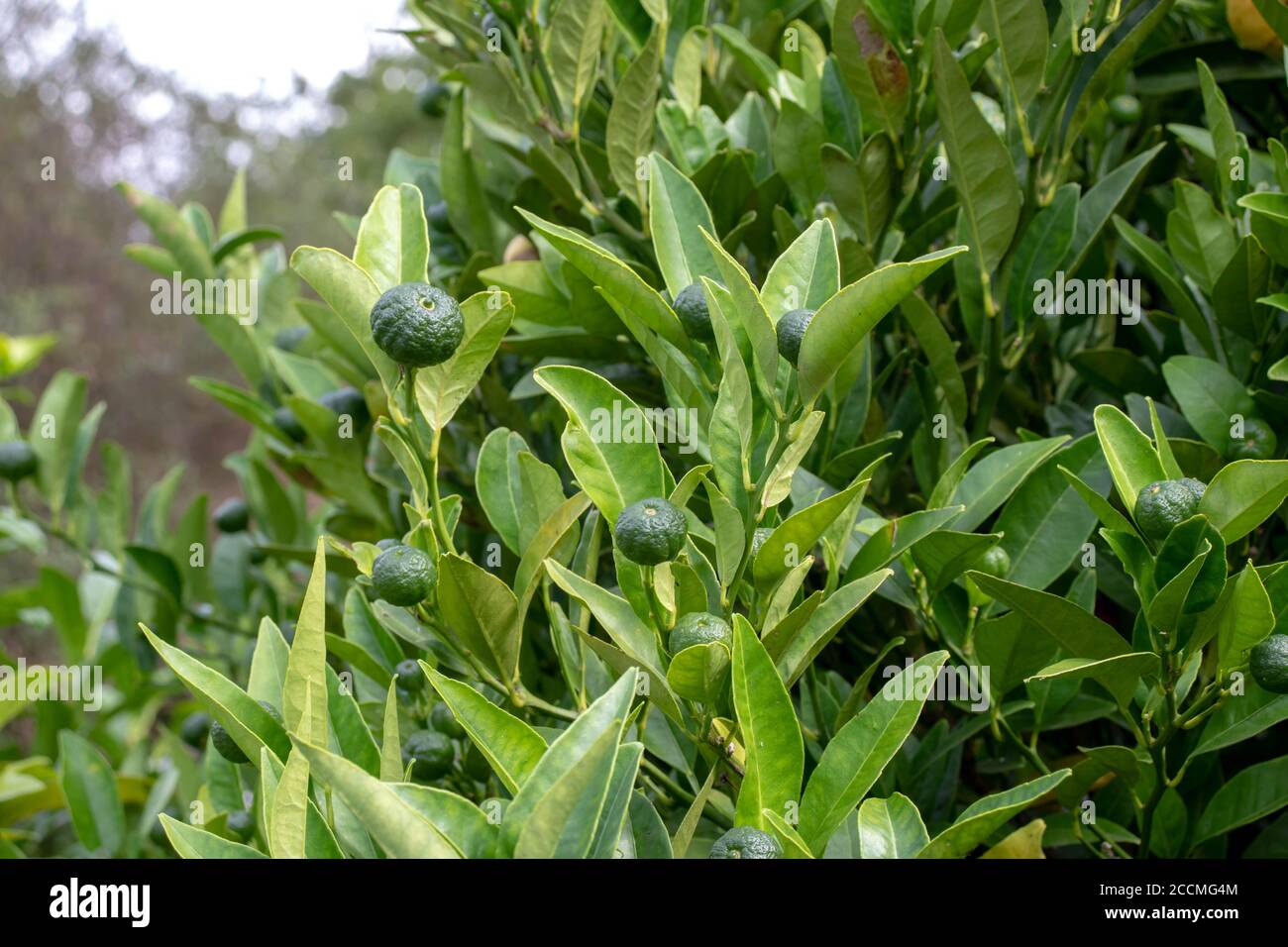 Citron doux petits fruits non mûrs et feuillage. Citrons limetta. Croix entre le citron et l'orange amère. Banque D'Images