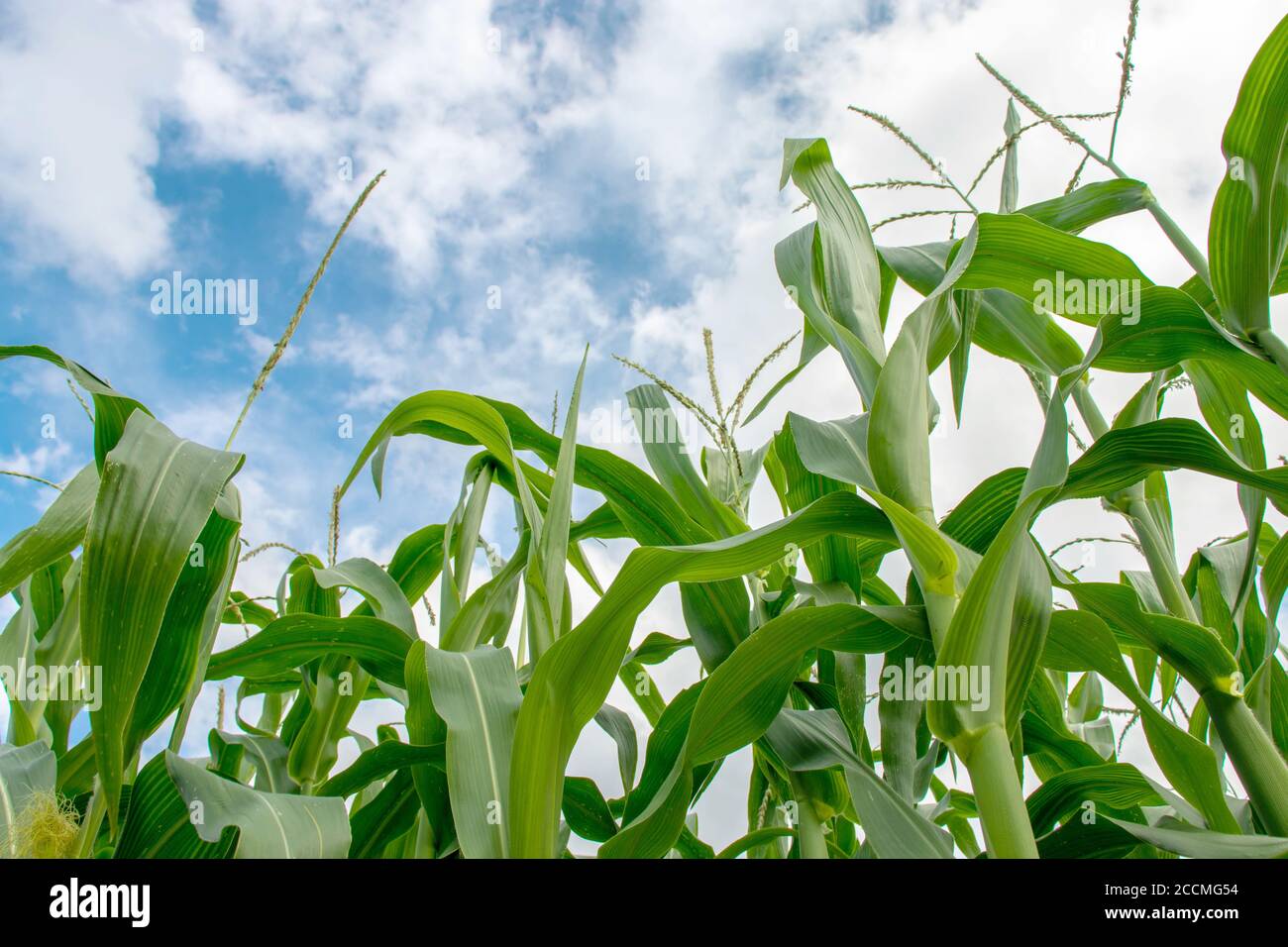 Vue de dessous de la plantation de maïs. Champ de maïs sur fond bleu ciel nuageux. Banque D'Images