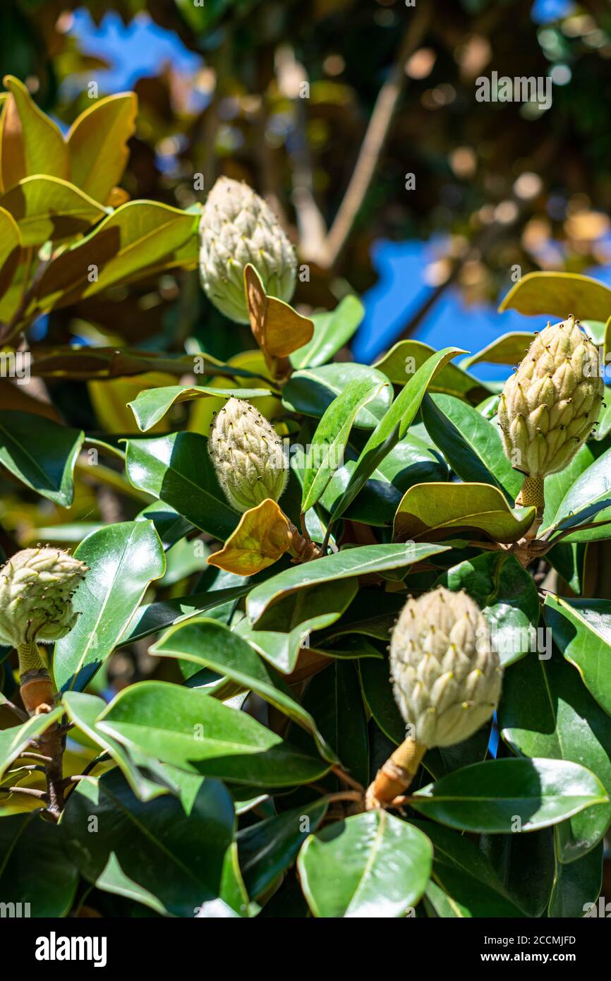 Magnolia plante des boutons au début du mois d'août Banque D'Images