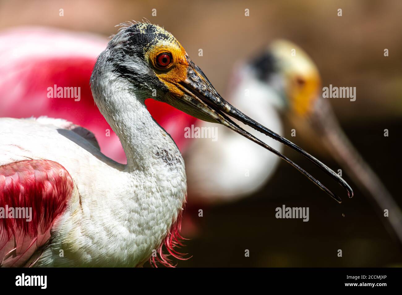 Portrait de Roseate Spoonbill (Platalea ajaja) Banque D'Images