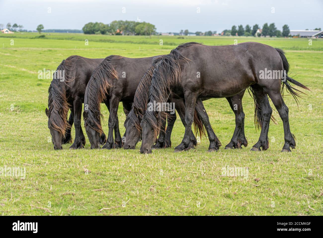 Groupe de chevaux paître dans la prairie avec une position similaire posture Banque D'Images