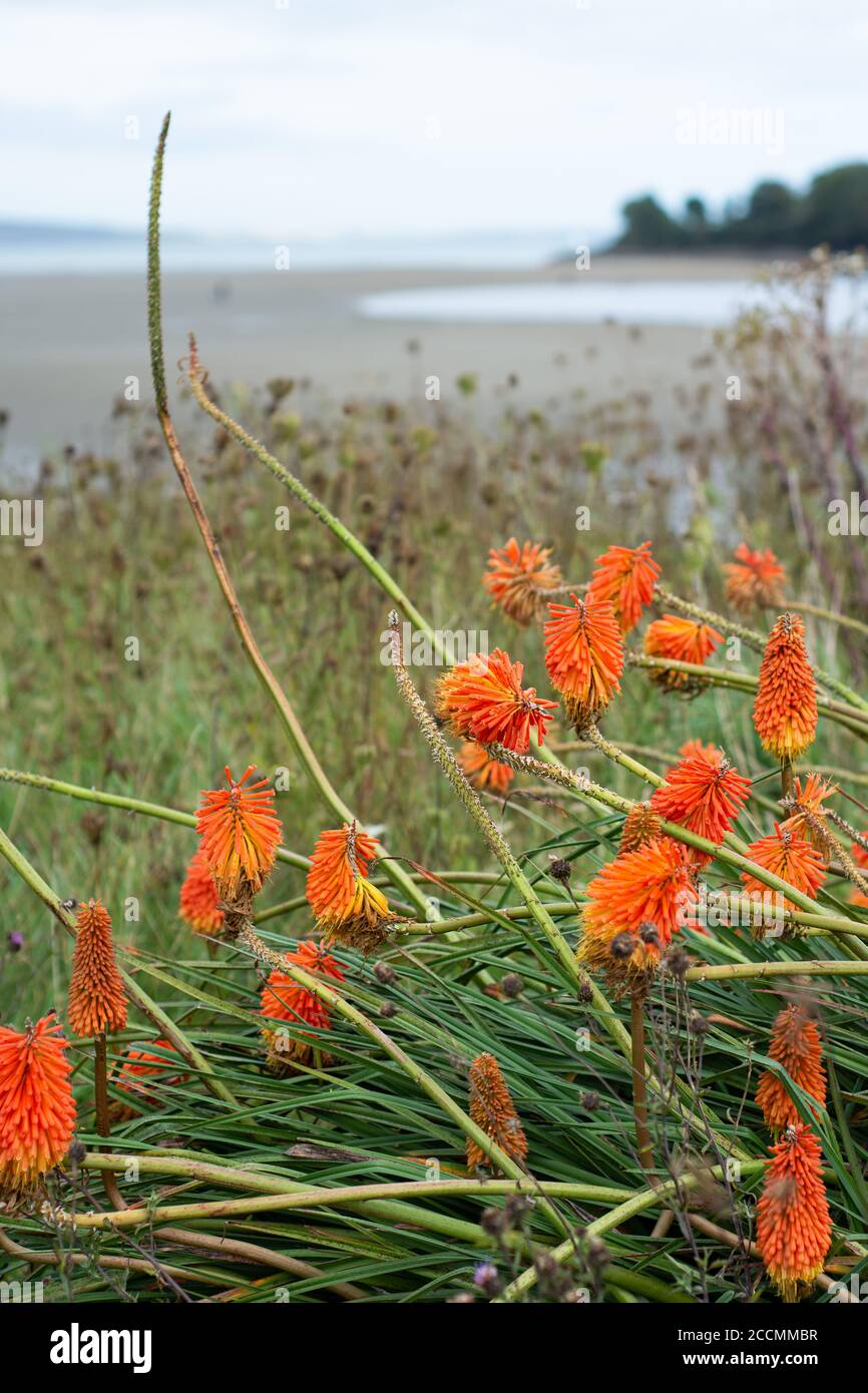 Fleurs au bord de la mer.Green Island.beau jardin.Tourist.Ireland. Banque D'Images