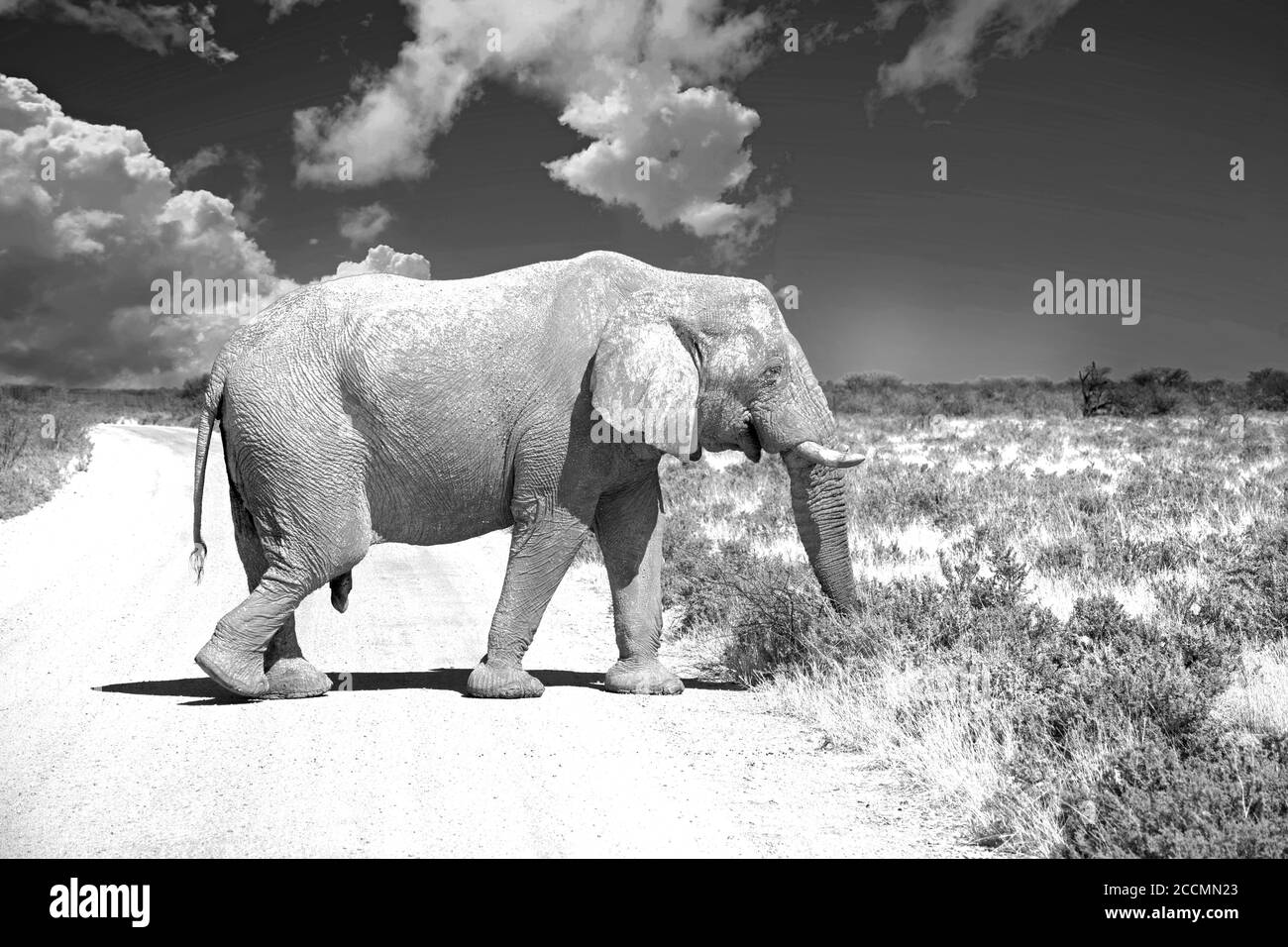 Grand éléphant se réveillant sur une route sèche et poussiéreuse avec un beau paysage de nuages dans le parc national d'Etosha noir et blanc, Namibie Banque D'Images