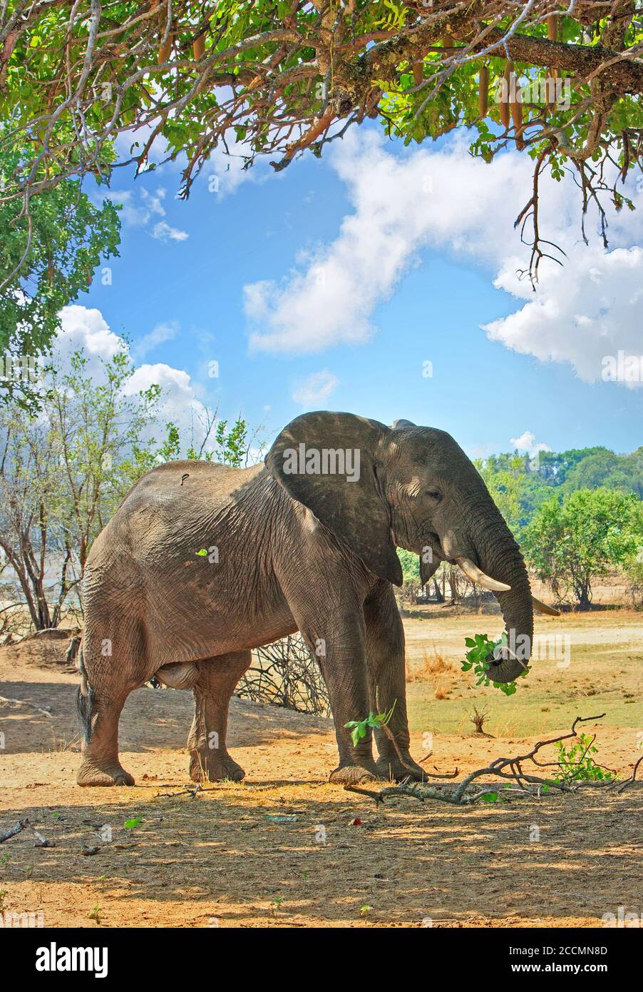 Éléphant d'Afrique debout au milieu du Bush avec un ciel bleu ciel bleu ciel nuageux dans le Parc national de Luangwa Sud, Zambie, Afrique australe Banque D'Images