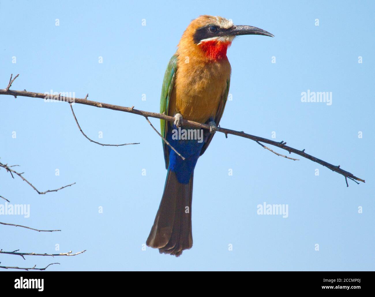 Manteur d'abeilles à chestes jaunes, perché sur une petite branche mince avec un fond bleu naturel. Parc national de Luangwa Sud, Zambie Banque D'Images