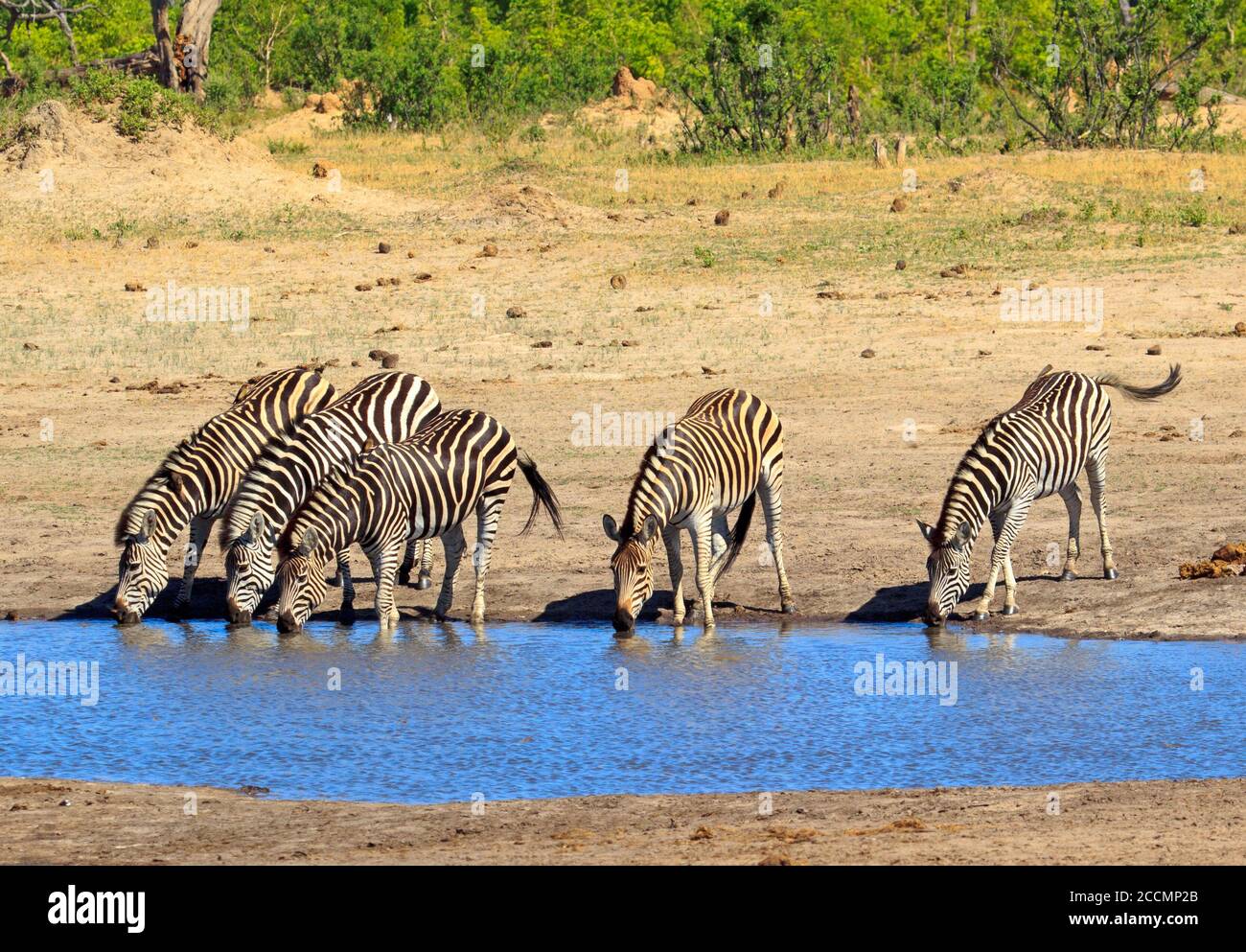 Un petit troupeau de Burchell Zebra avec la tête vers le bas, buvant dans un trou d'eau dans le parc national de Hwange, Zimbabwe Banque D'Images