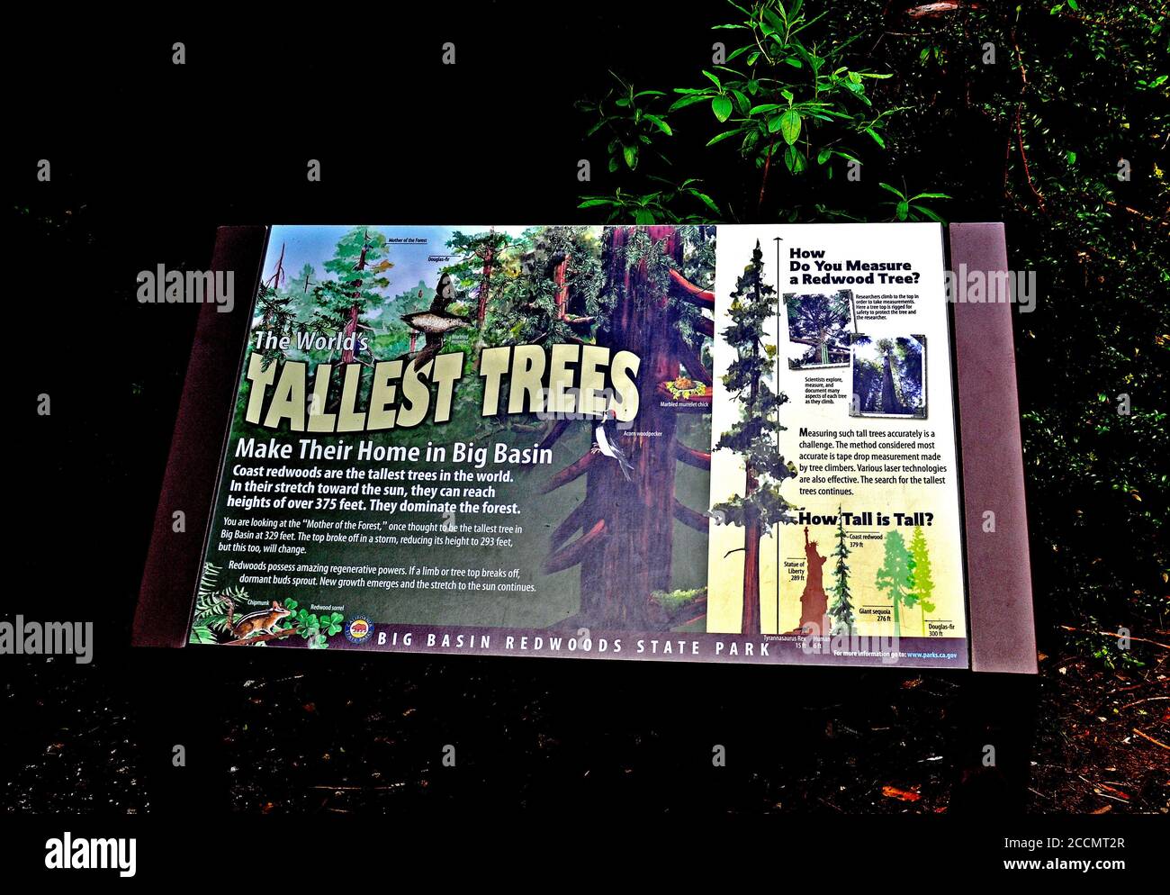 Panneau éducatif du parc national des séquoias de Big Basin sur les séquoias. Californie, 2015 Banque D'Images