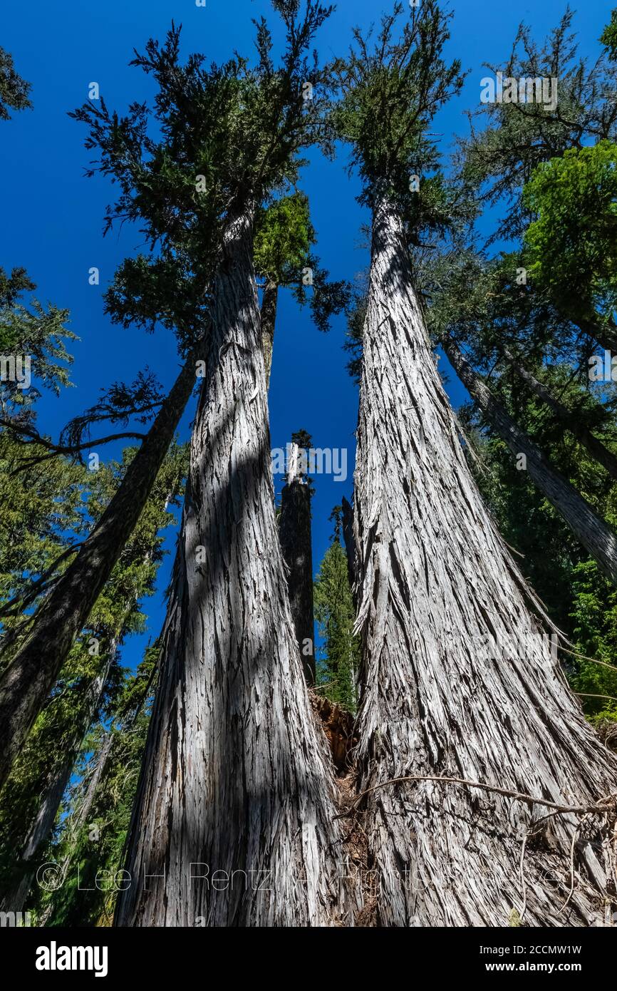 Nootka Cypress, Cupressus nootkatensis, le long de la piste de Snowgrass dans la nature sauvage de Goat Rocks, forêt nationale de Gifford Pinchot, État de Washington, États-Unis Banque D'Images