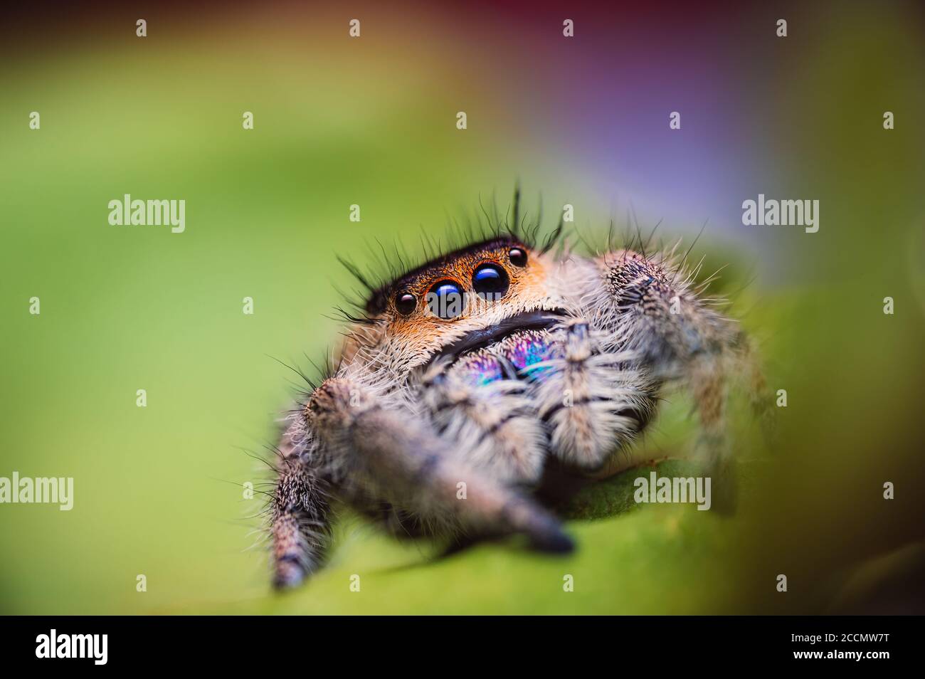 L'araignée sauteuse femelle (Phidippus regius) rampant sur une feuille verte. Couleurs chaudes automnales, macro, détails nets. De beaux yeux immenses regardent la CA Banque D'Images