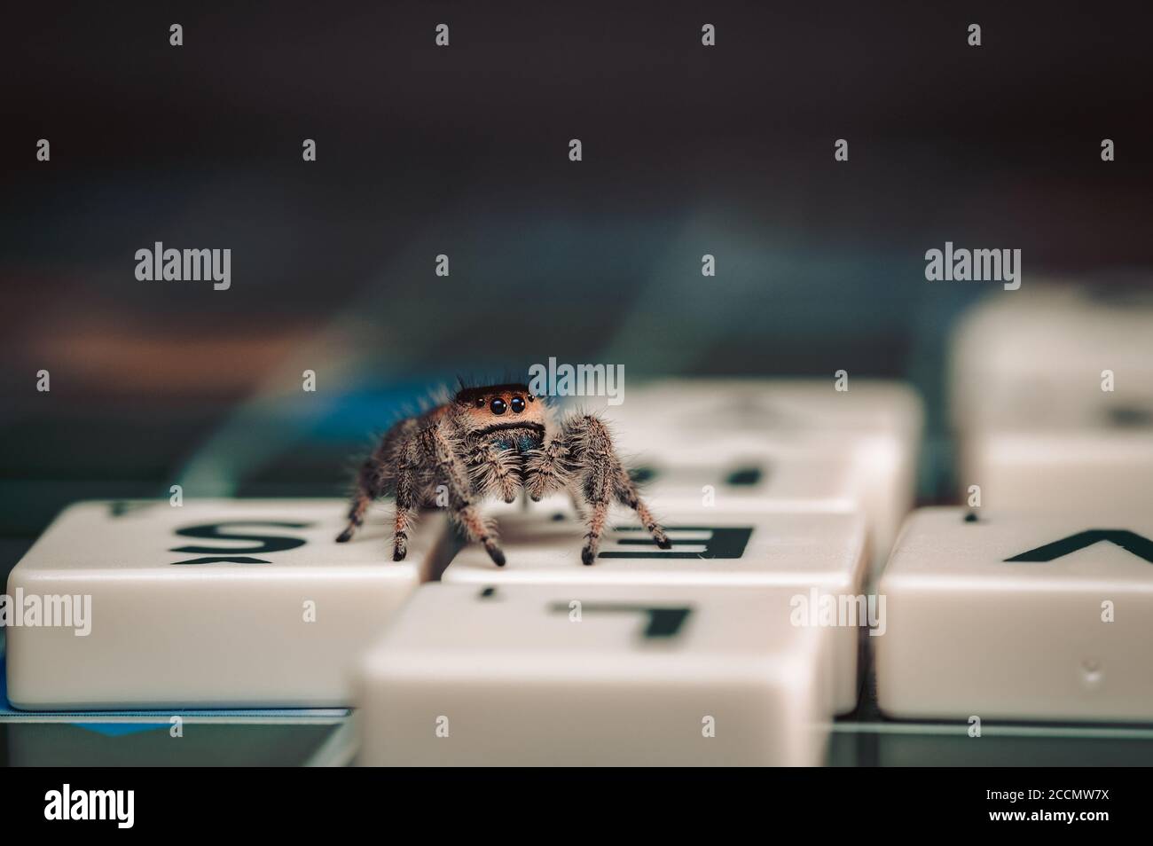 Petite araignée de saut (phiddipus regius) assise sur une partie du jeu de bureau sur la lettre de scrabble. Banque D'Images