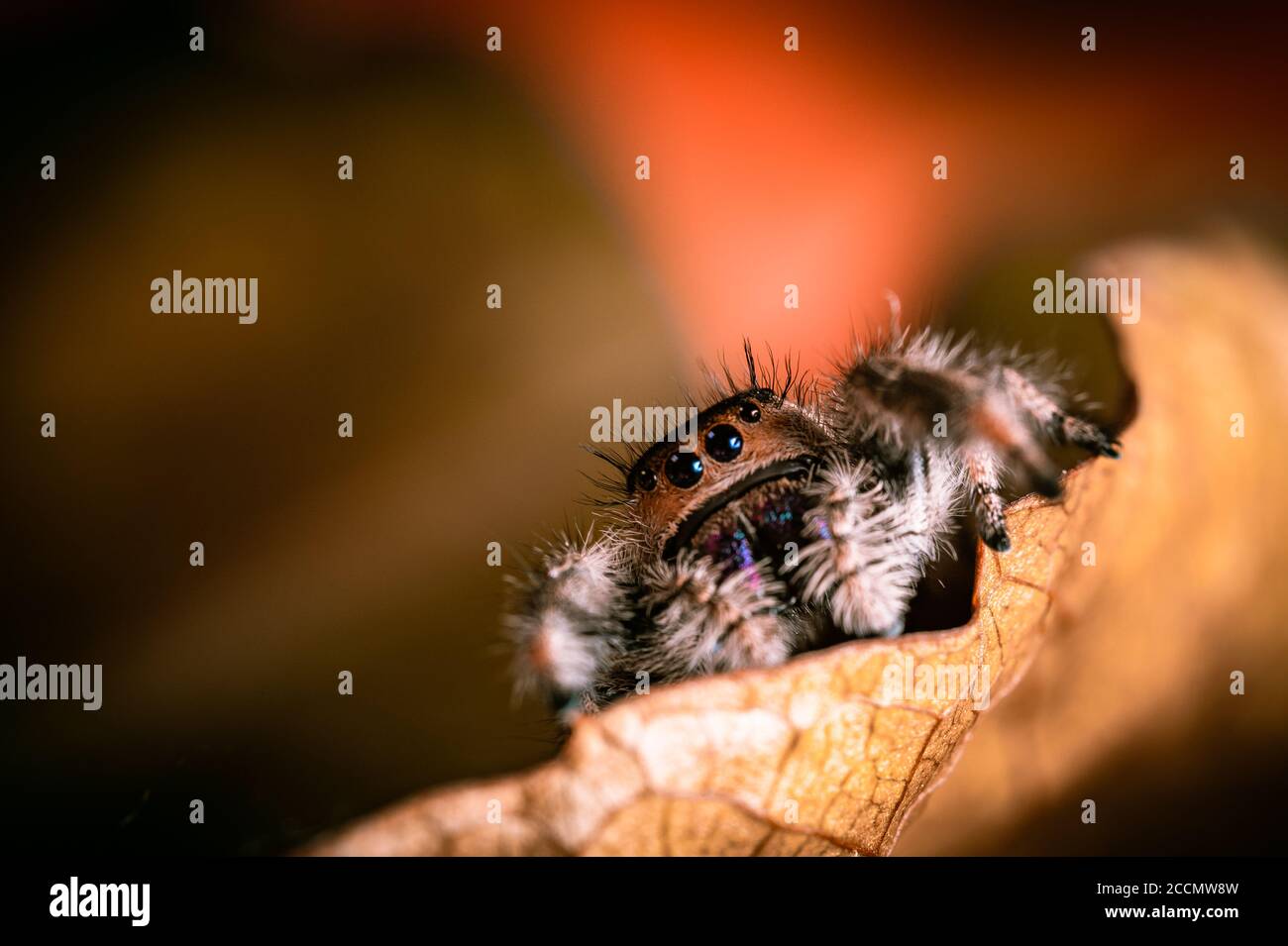 Une araignée sauteuse femelle (Phidippus regius) rampant sur une feuille sèche. Couleurs chaudes automnales, macro, détails nets. De beaux yeux immenses regardent la CA Banque D'Images