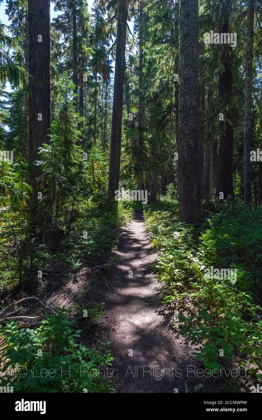 Sentier de Snowgrass à travers la forêt dans la nature sauvage de Goat Rocks, forêt nationale de Gifford Pinchot, État de Washington, États-Unis Banque D'Images