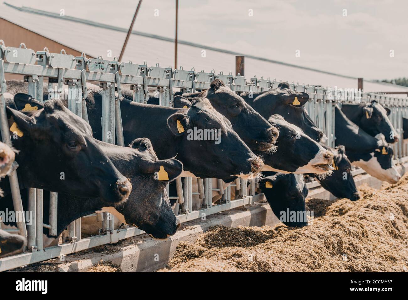 Vaches dans une ferme laitière dans une grange extérieure. Élevage de bovins de traite. Banque D'Images